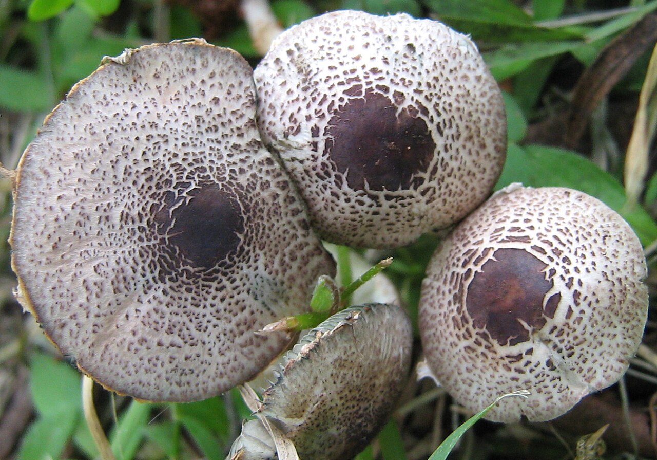 Micropsalliota 552515.jpg