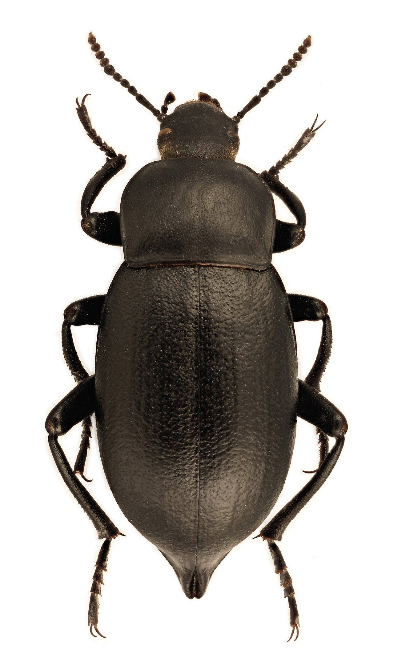 Blaps lethifera1.jpg