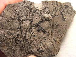 Lycopodites, an early lycopod-like fossil