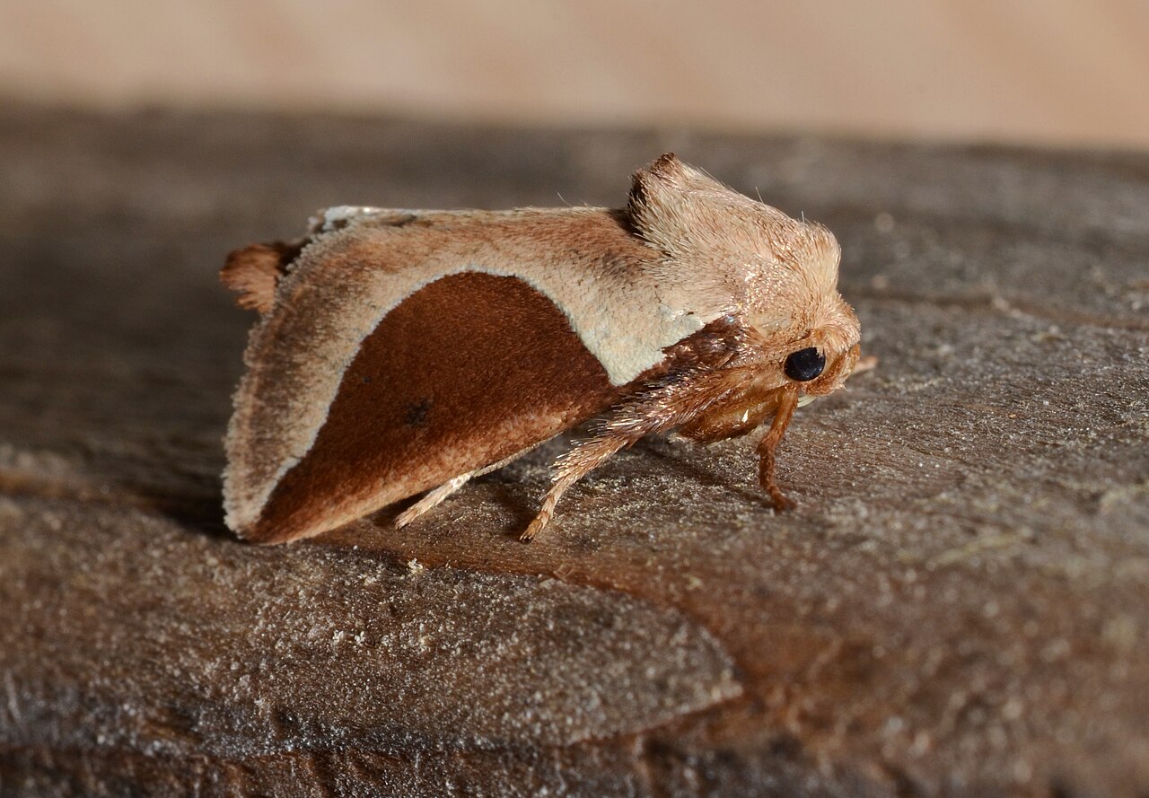 Prolimacodes badia – Skiff Moth (14543162128).jpg