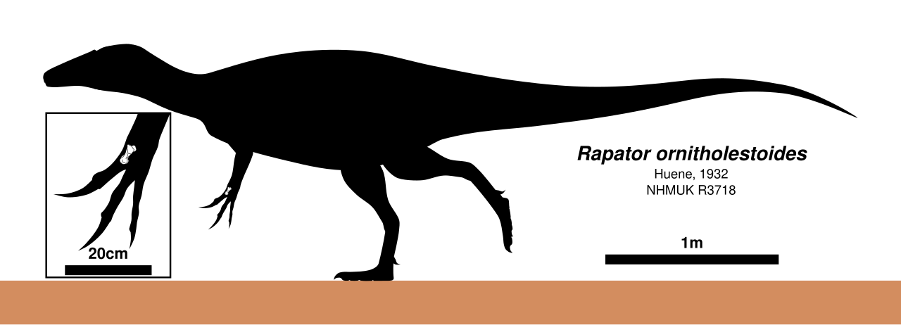 Rapator Skeletal.svg