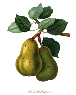 Williams' Bon Chrétien (commonly Williams or Bartlett) pear, 1822 print