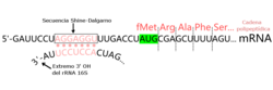 Illustration showing the ribosomal binding site in bacterial messenger RNA