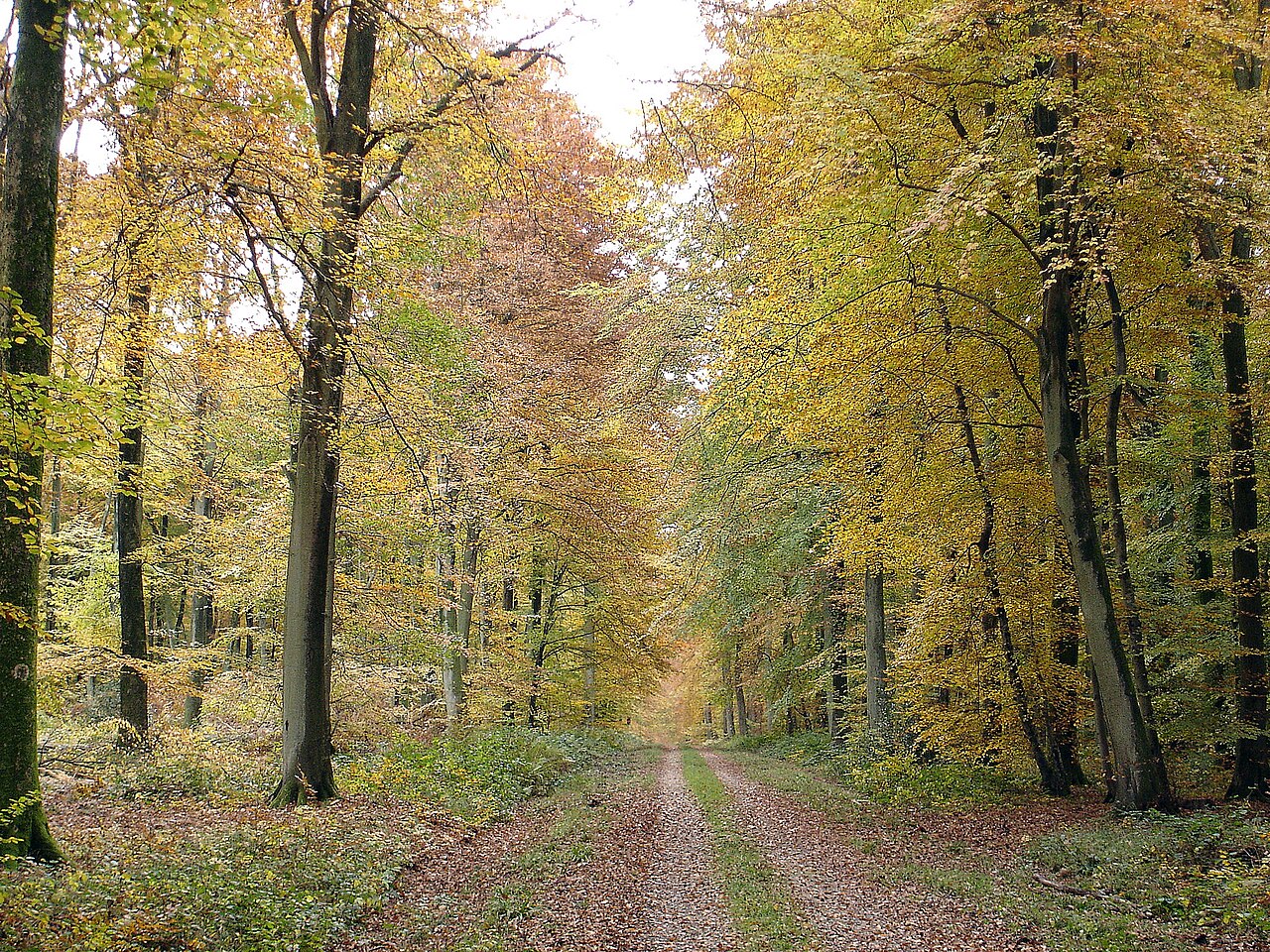 29 - Haute Forêt d'Eu, route de Soreng.JPG