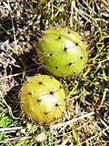 Fruit