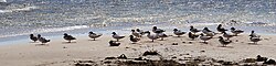 A flock resting in Ystad, 2024