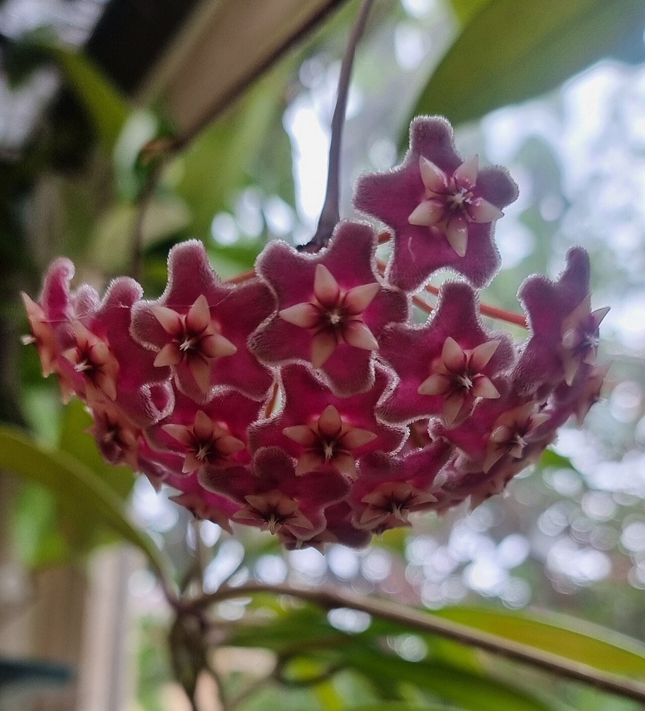 Hoya mindorensis 2024.jpg
