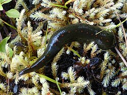 A fat, black leech with a line of small orange spots down its back