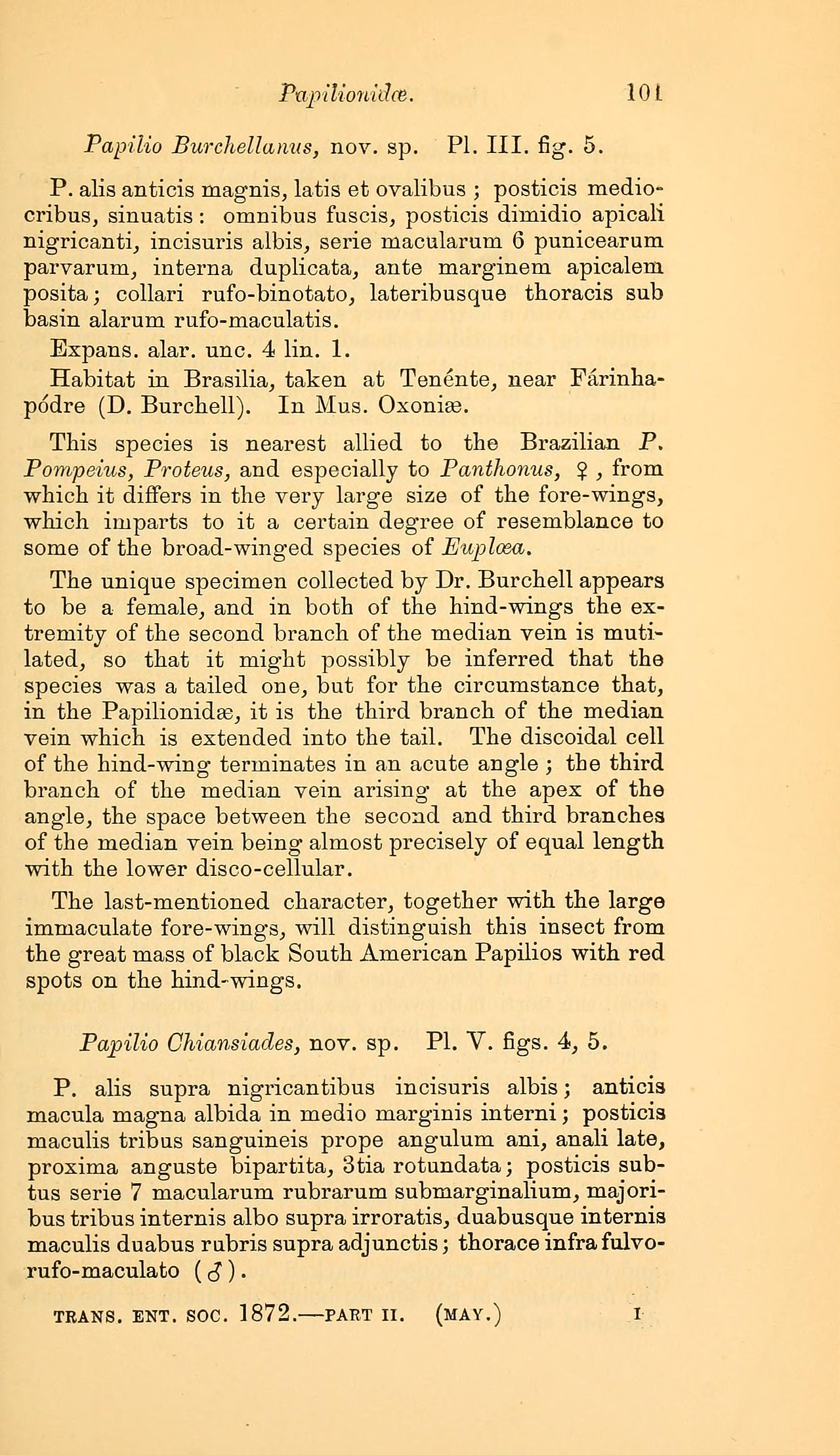 TransactionsES1872P.burchellanus.jpg
