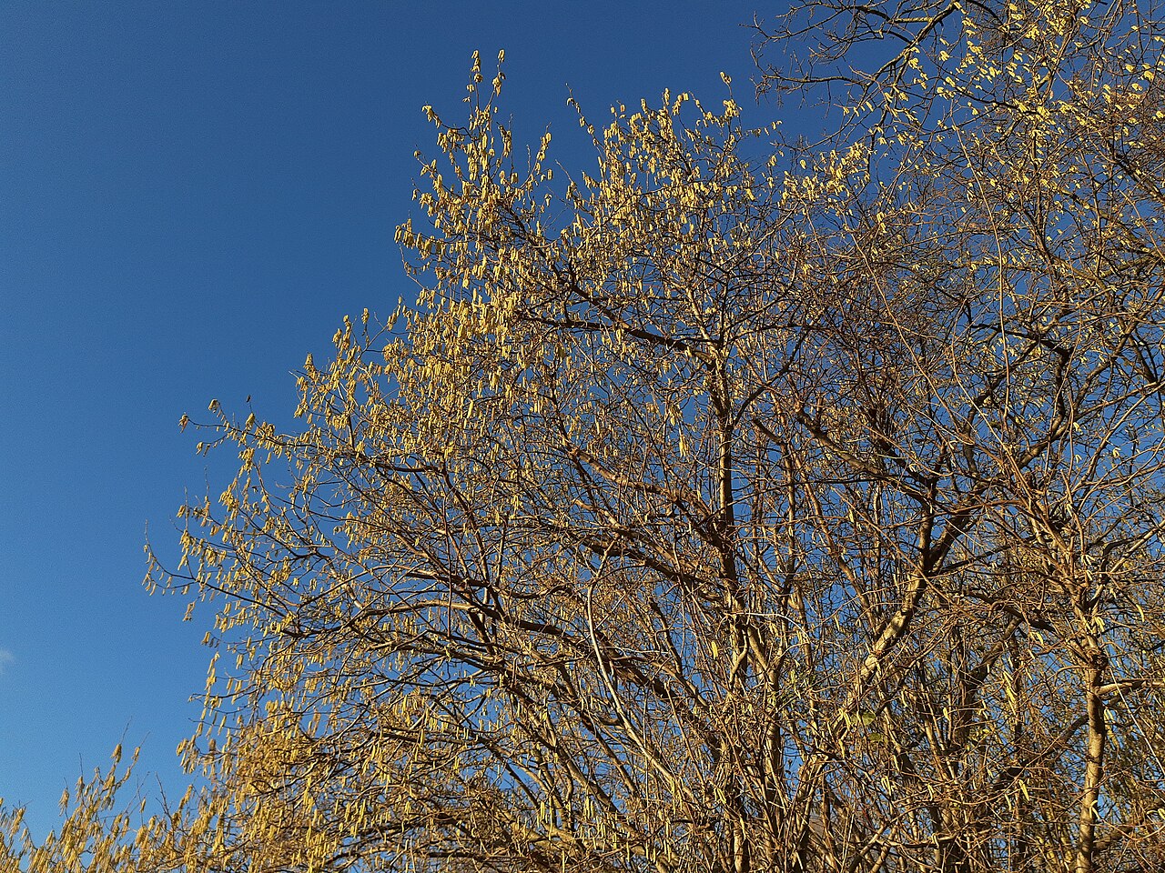 Hazel in bloom near Leine, Döhren.jpg