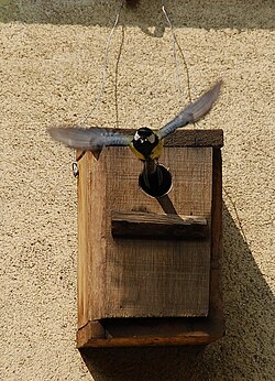 Great tit leaving its wooden nest box