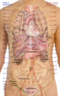 Surface projections of the trunk, including each rib, and the costal margin