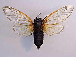 Specimen in the Bavarian State Collection of Zoology