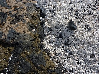 Rhodoliths on the northern shore of Fuerteventura