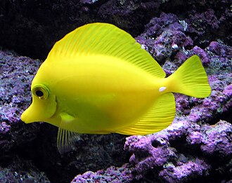 The yellow tang, a usually placid surgeon fish, can erect spines in its tail and slash at its opponent with rapid sideways movements.