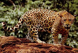 A jaguar in the Amazon rainforest, South America