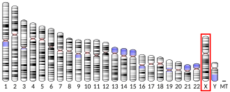 X chromosome (human)
