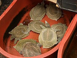 Pelodiscus sinensis in a Seoul market