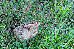 A brown and grey hare in grass