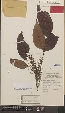 A high-resolution photograph of a dried botanical specimen mounted on a large white paper sheet. The specimen consists of several pressed leaves and stems, with multiple printed and handwritten labels and a small barcode at the bottom right corner.