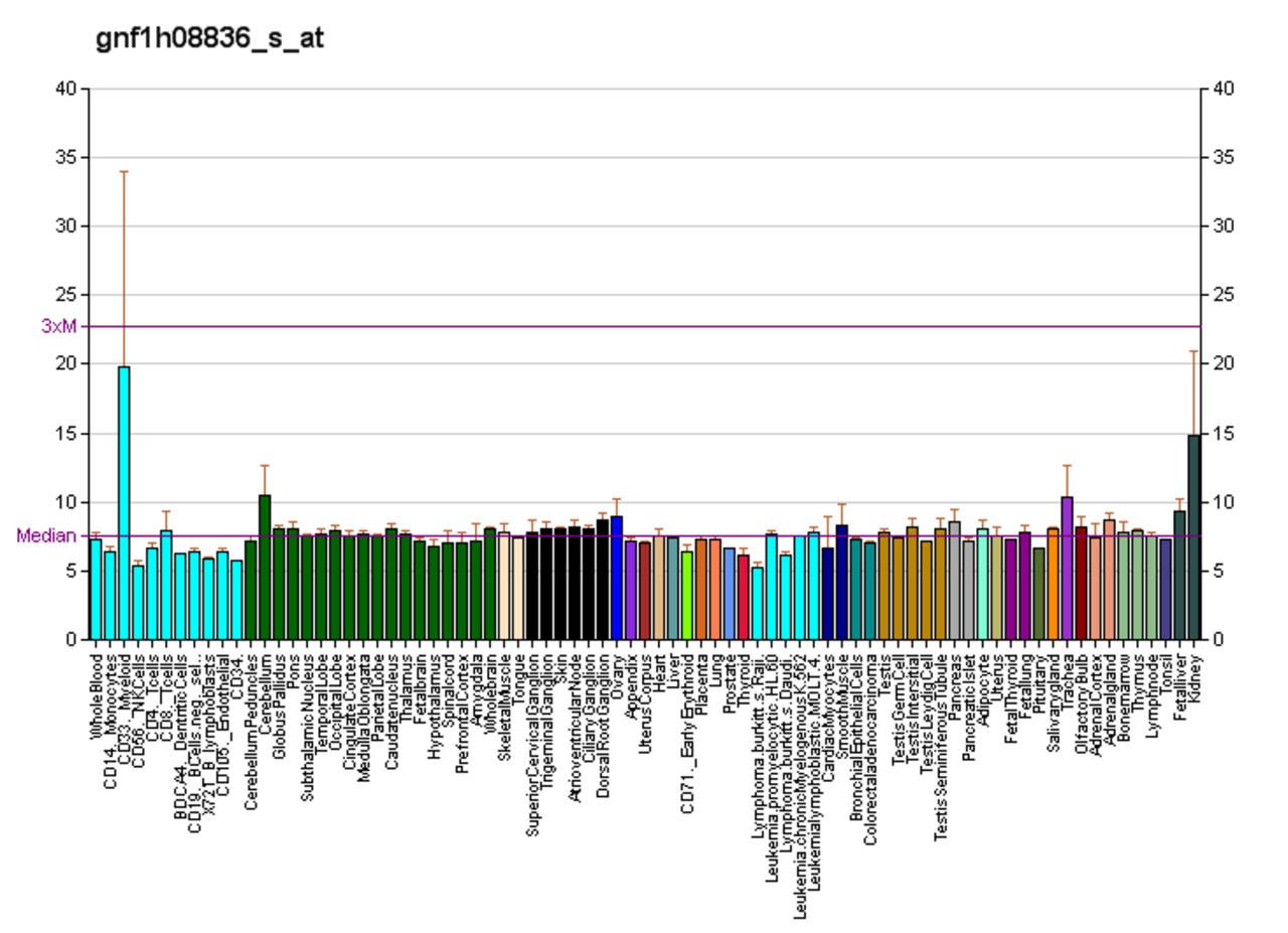 PBB GE YTHDF3 gnf1h08836 s at fs.png