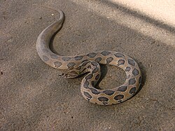 Russell's viper Daboia russelii