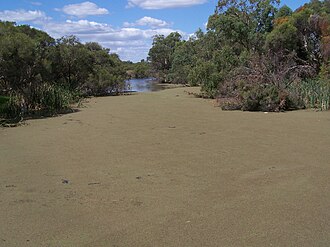 Azolla duckweed fern covering the Canning River, Western Australia