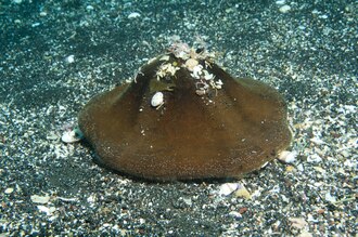 Clypeaster australasiae