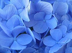 'Nikko Blue'