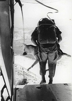 A marine and dog, leaping out of a plane