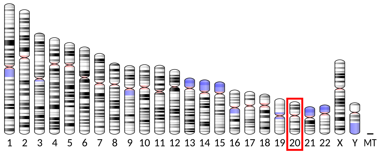 Ideogram human chromosome 20.svg