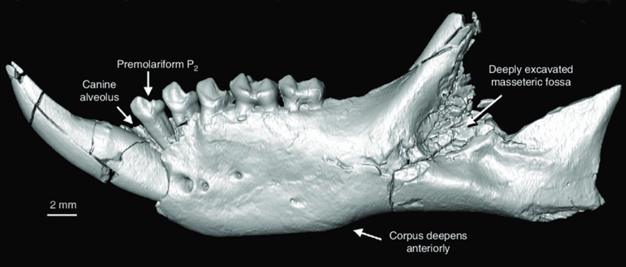 Plesiopithecus teras.png