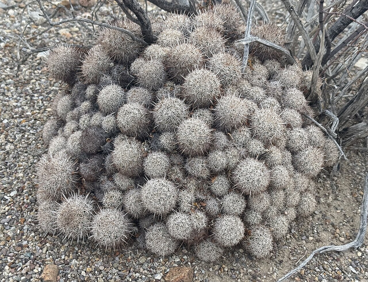 Coryphantha echinus 20.jpg