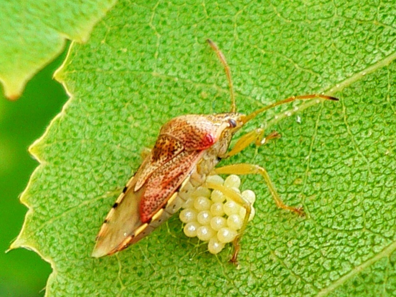 Elasmucha grisea 20050608 916 part.jpg