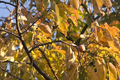 American persimmon leaves in autumn