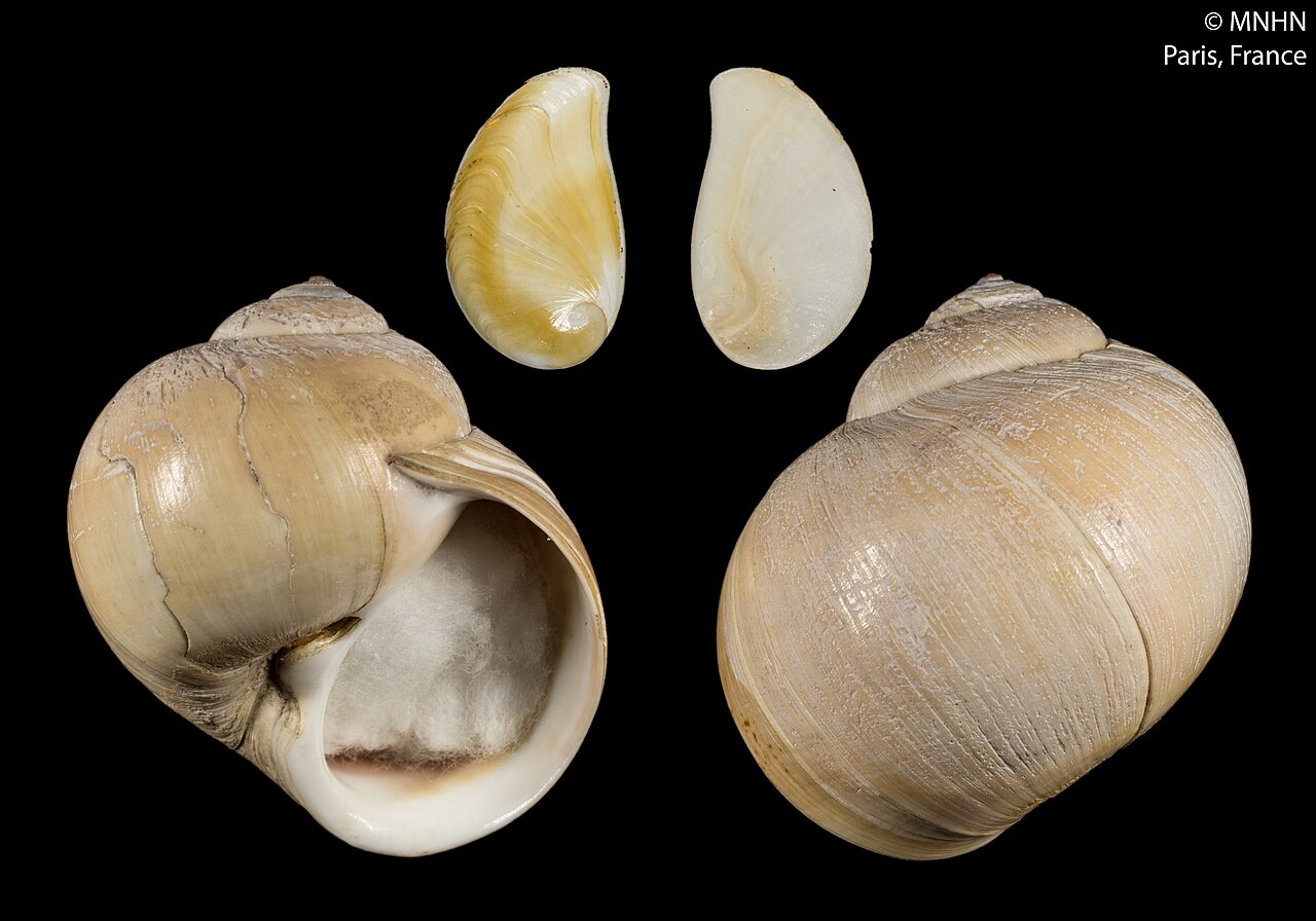 Cryptonatica janthostoma (MNHN-IM-2000-5180).jpeg
