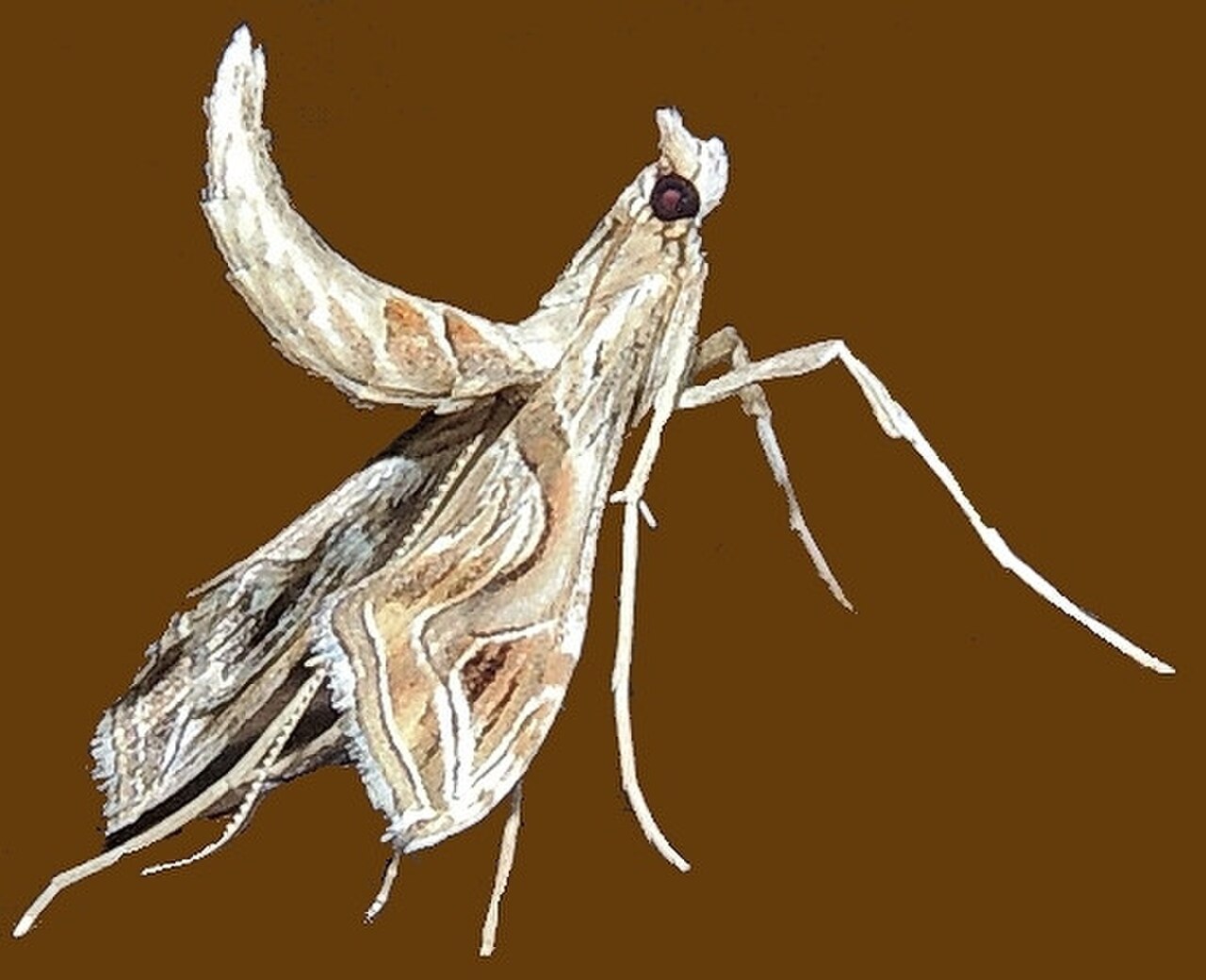 Lineodes integra - Eggplant Leafroller Moth (15871907928).jpg