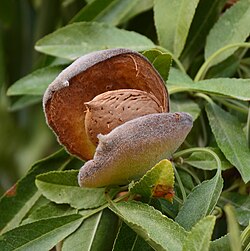 Mature almond nut