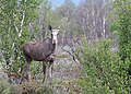Elk (A. alces alces), cow, Fokstumyra, Norway