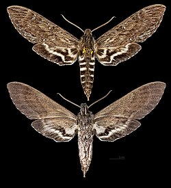 Lintneria aurigutta