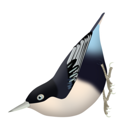 Sitta azurea expectata - Malay Peninsula, Sumatra Dark blue upper parts and azure coverts.