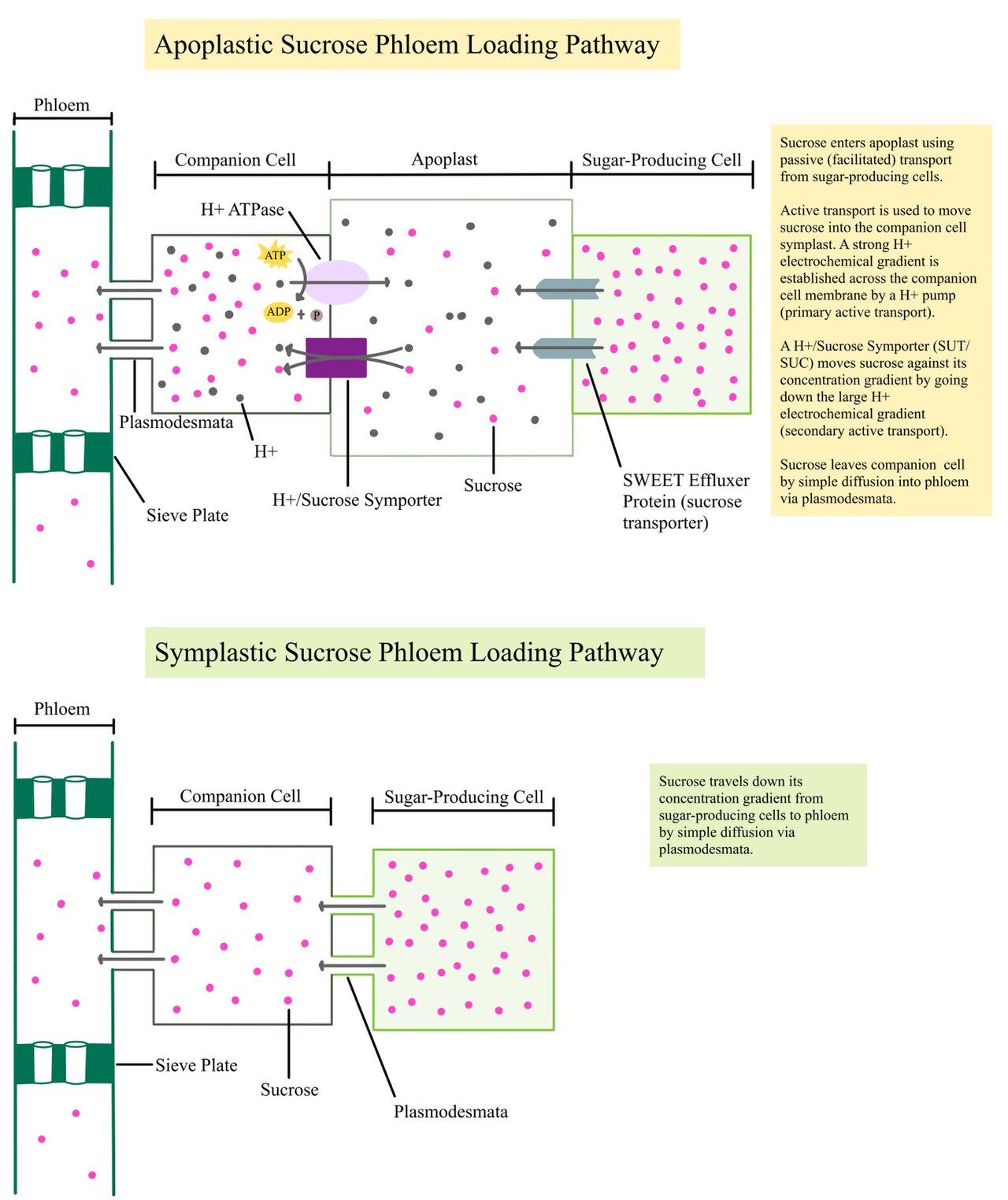 Vertical Cross Section of Sucrose Phloem Loading - Apoplastic and Symplastic Pathways .jpg