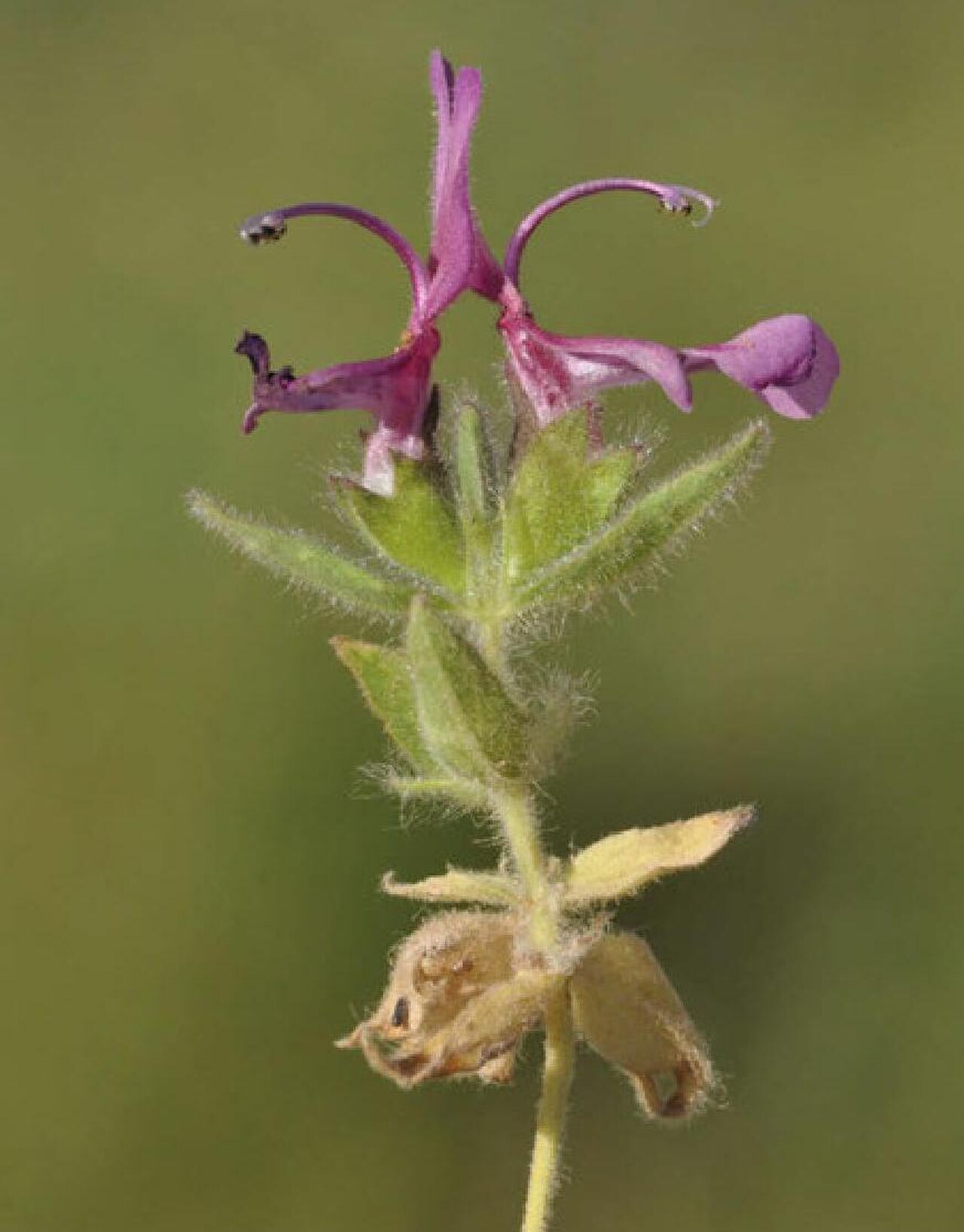 Hypogomphia bucharica.jpg