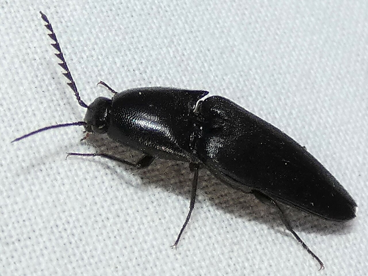 Parallelostethus attenuatus.jpg