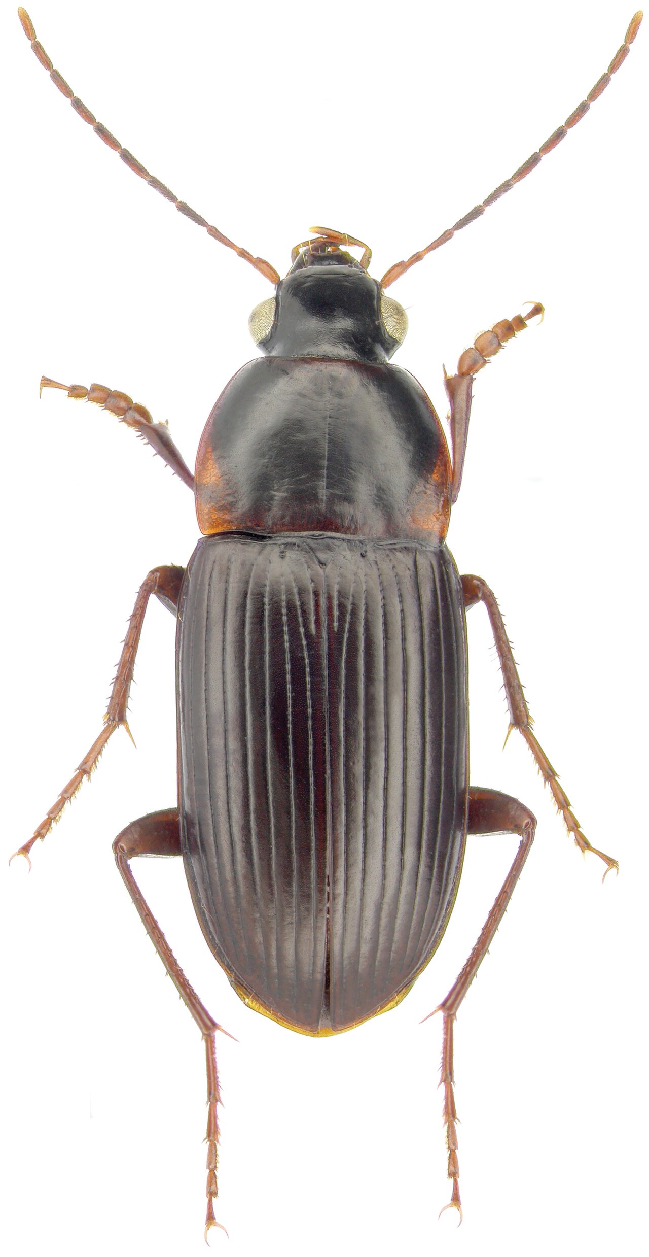 Lachnocrepis parallela (Say) - ZooKeys-245-001-g029.jpeg