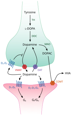 Cartoon diagram of a dopaminergic synapse, showing the synthetic and metabolic mechanisms as well as the things that can happen after release.