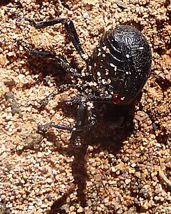 The bloody-nosed beetle, Timarcha tenebricosa, defending itself by releasing a droplet of noxious red liquid (base of leg, right)