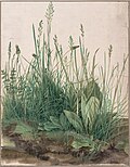 Large Piece of Turf, 1503, watercolour and gouache w/highlighting, 40,8 × 31,5 cm (Albertina)
