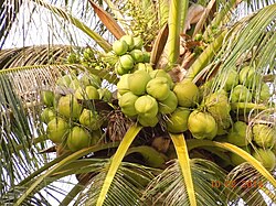 Tree with fruit