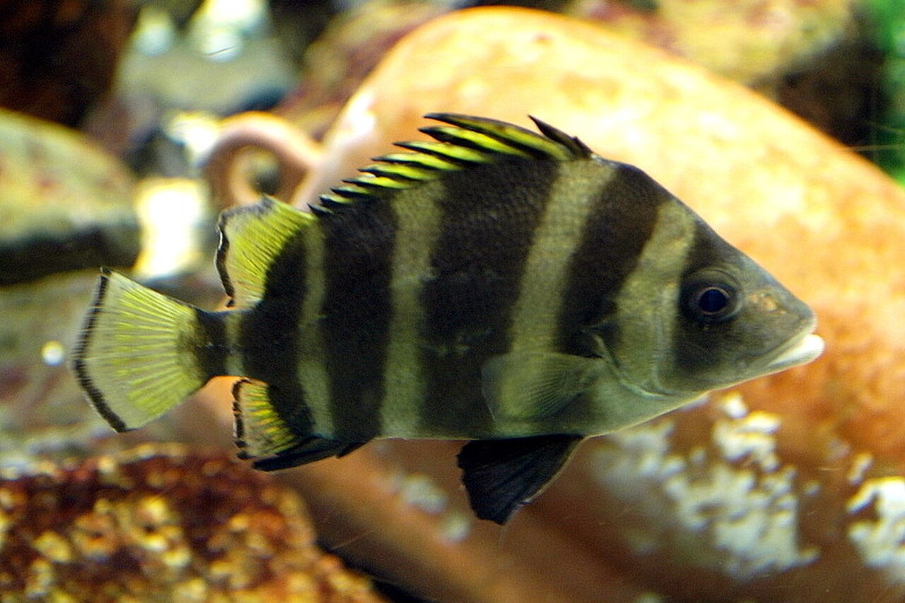Belted beard grunt Hapalogenys mucronatus.jpg